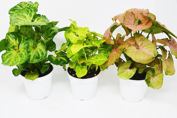 انواع گل خرگوشی